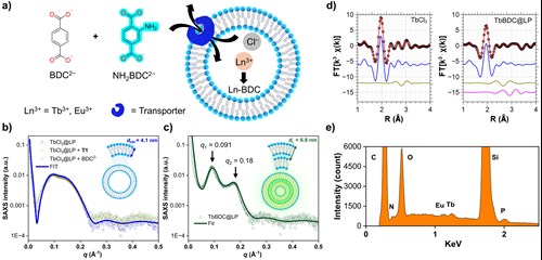 a) Controlled transmembrane transport of BDC2–/NH2BDC2– followed by coordination with Tb3+ and Eu3+ co-encapsulated inside liposomes. b) SAXS profiles of: TbCl3@LP (blue; fitted), TbCl3@LP + T1(orange) and TbCl3@LP + BDC2– (green). c) SAXS profile of TbBDC@LP. d) Tb LIII-edge EXAFS spectra of TbCl3 and TbBDC@LP. e) Energy-dispersive X-ray spectroscopy (EDX) elemental analysis of Tb50Eu50BDC@LP sample. Panels a, d and e adapted from Cell Rep. Phys. Sci., 7, 5, 103312, 2026, licensed under CC BY 4.0. Panels b and c adapted from Angew. Chem. Int. Ed., 2025, 64, e202510471, licensed under CC BY 4.0.